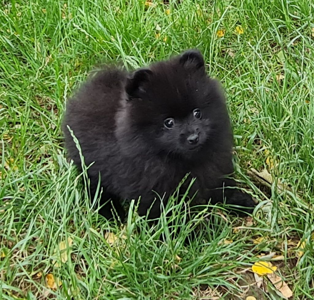 Country jo's - Chiot disponible  - Spitz allemand