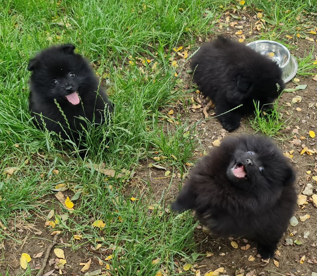 chiot Spitz allemand Country jo's