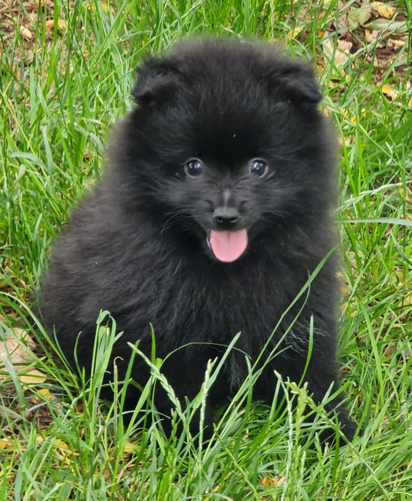 Country jo's - Chiot disponible  - Spitz allemand